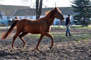 horse training in arena