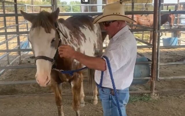 Dropping the Horse's Head